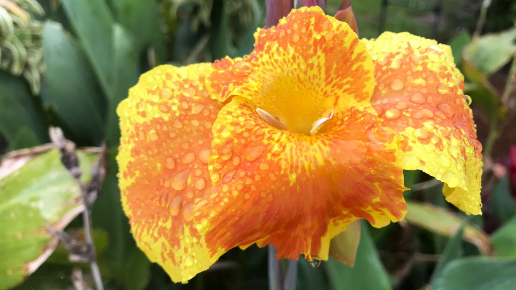 Tears From Heaven - Yellow King Humbert Canna Lily