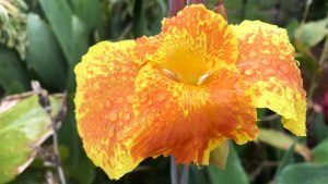 Tears From Heaven - Yellow King Humbert Canna Lily
